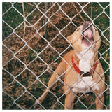 Knocked Loose - Pop Culture (LP, Black Ice with White Splatter)
